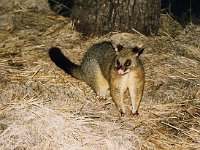 Great Keppel Island