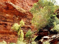 Kings Canyon