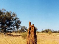 Termite Hill