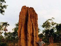 Termite Hill