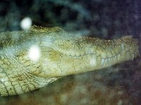 Alligator