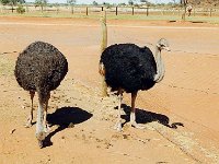 Ostriches