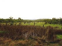 Magnetic Termite Mounds