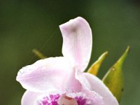 Orchid