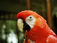 Red Parrot