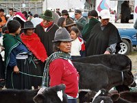 Local Cattle Market