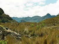 Cajas N.P.