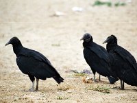 Black Vulture