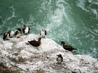 Blue Footed Boobies