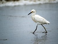 Snowy Egret