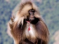 Gelada Baboon