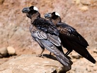 Thick-billed Raven