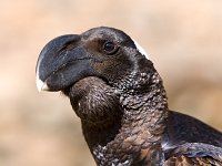 Thick-billed Raven