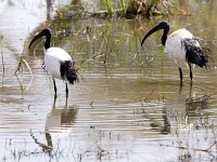 Sacred Ibis