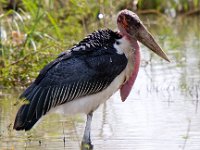 Marabou Stork