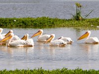 Great White Pelicans