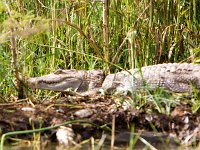 Nile Crocodile