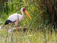 Yellow-billed Stork