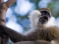 Vervet Monkey