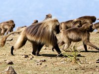 Gelada Baboons