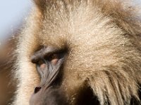 Gelada Baboon