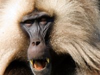 Gelada Baboon