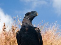 Thick-billed Raven