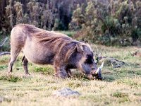 Warthog