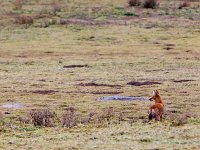 Simien Fox (endemic)