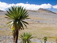 Giant Lobelias