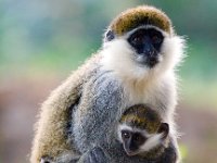 Vervet Monkey