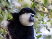 Black and White Colobus