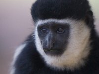 Black and White Colobus