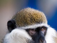 Vervet Monkey