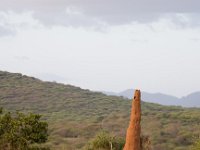 Termite Hill