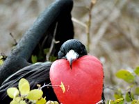 Great Frigatebird