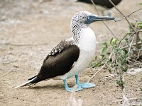 Blue Footed Booby