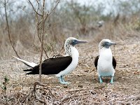 Blue Footed Booby