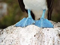 Blue Footed Booby