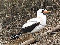 Masked Booby