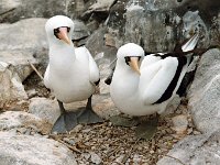 Masked Booby