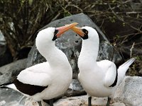 Masked Booby