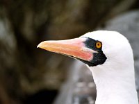 Masked Booby