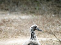 Waved Albatross