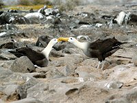 Waved Albatross