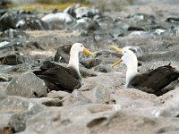 Waved Albatross