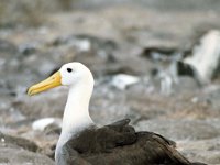 Waved Albatross