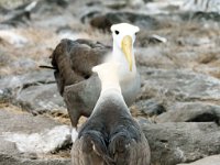 Waved Albatross