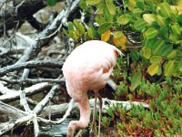 Greater Flamingo