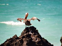 Brown Pelican